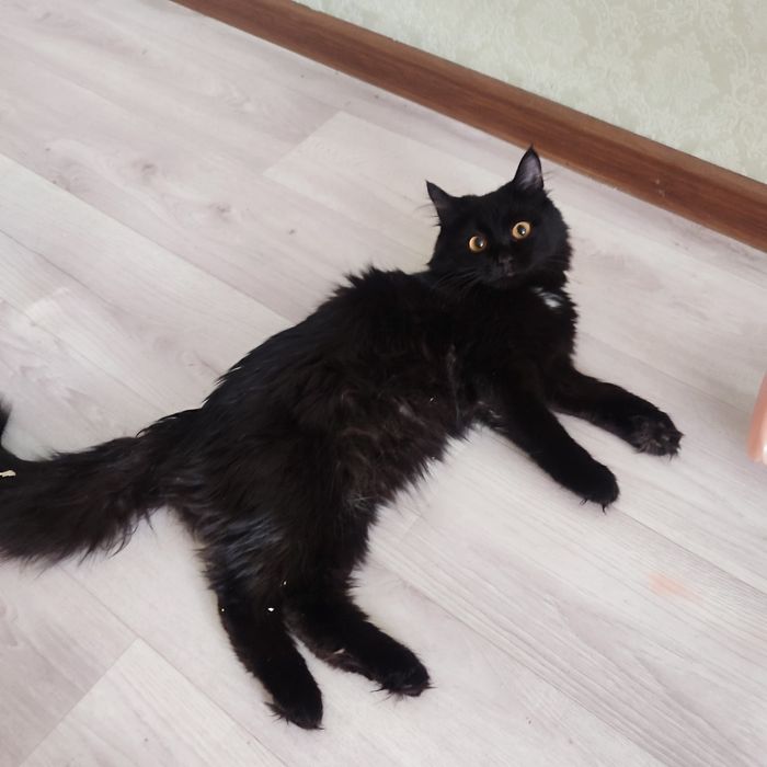 Чёрная красотка!!