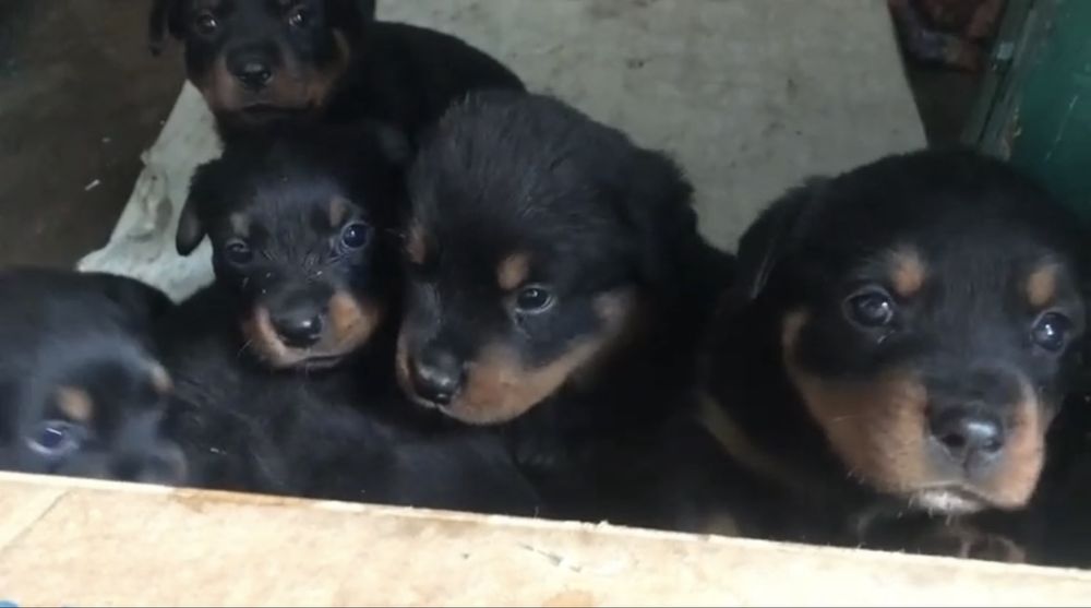 Продам шенков ротвейлера