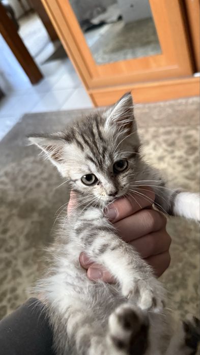 Продам шотландского котенка
