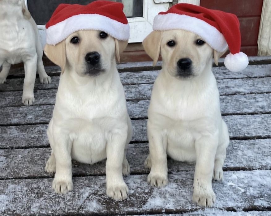 чистокровные щенки лабрадора ретривера
