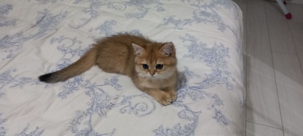 Британский Шиншила