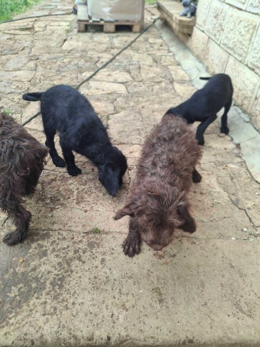 Кучета за трюфели