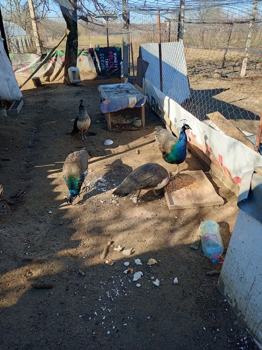 Pauni vor sa zboare am 2 perechi