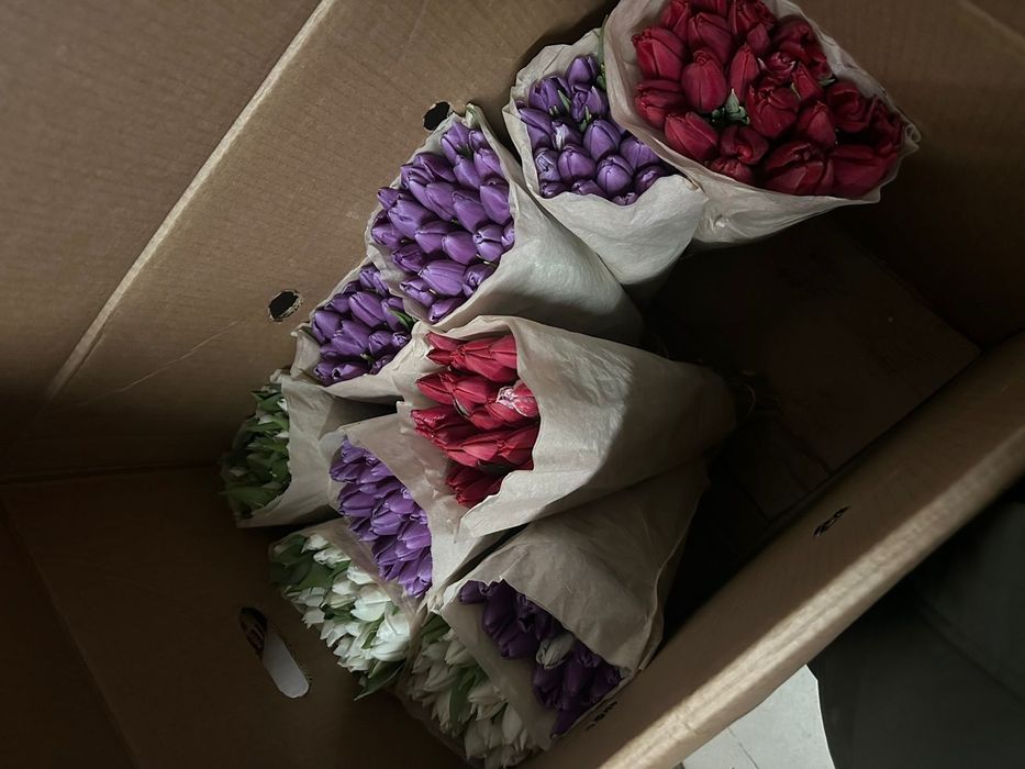 Тюльпаны оптом большие