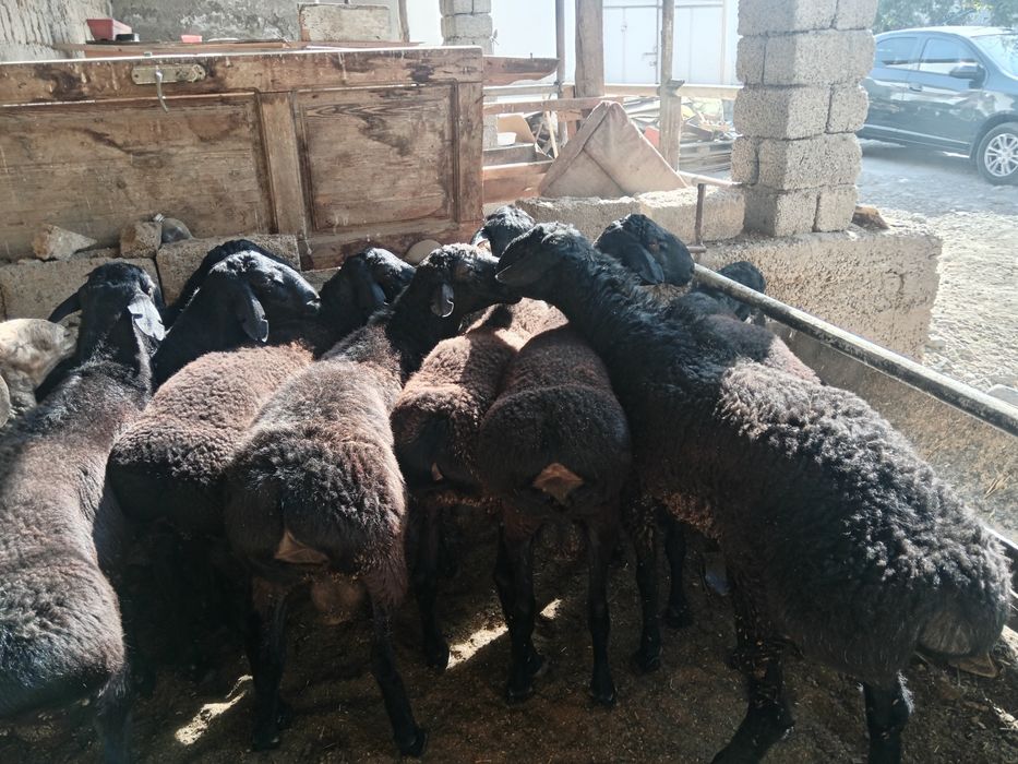 Qochqor Qo'chqor koy кочкор куй