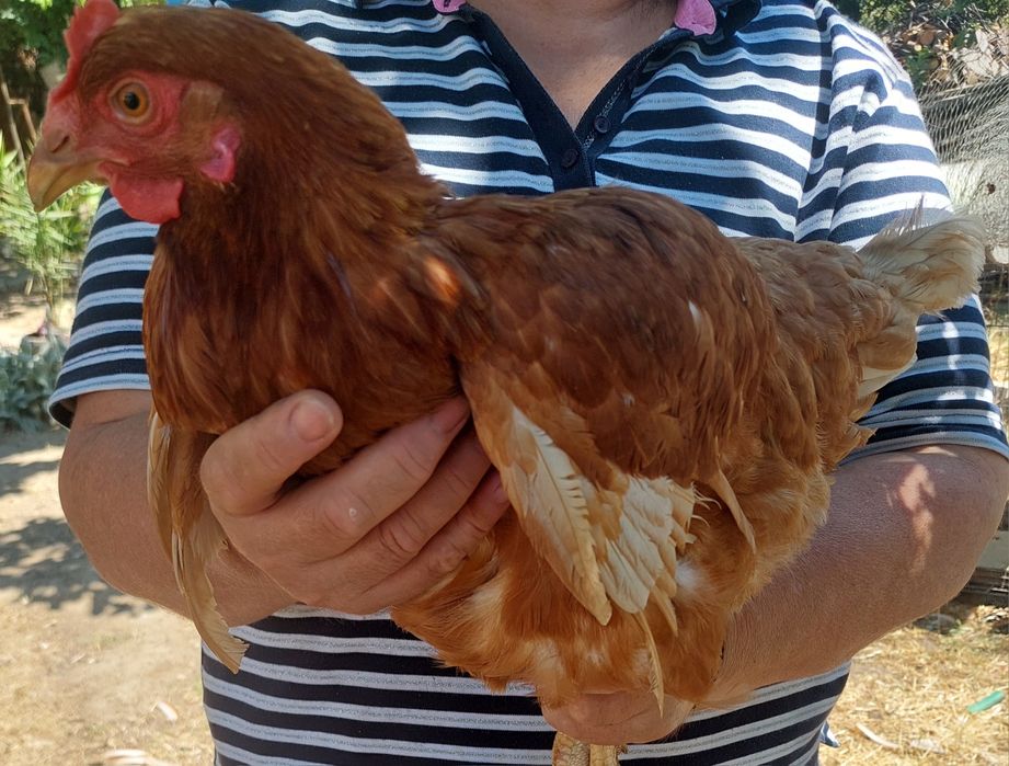 Продавам Петли и Кокошки