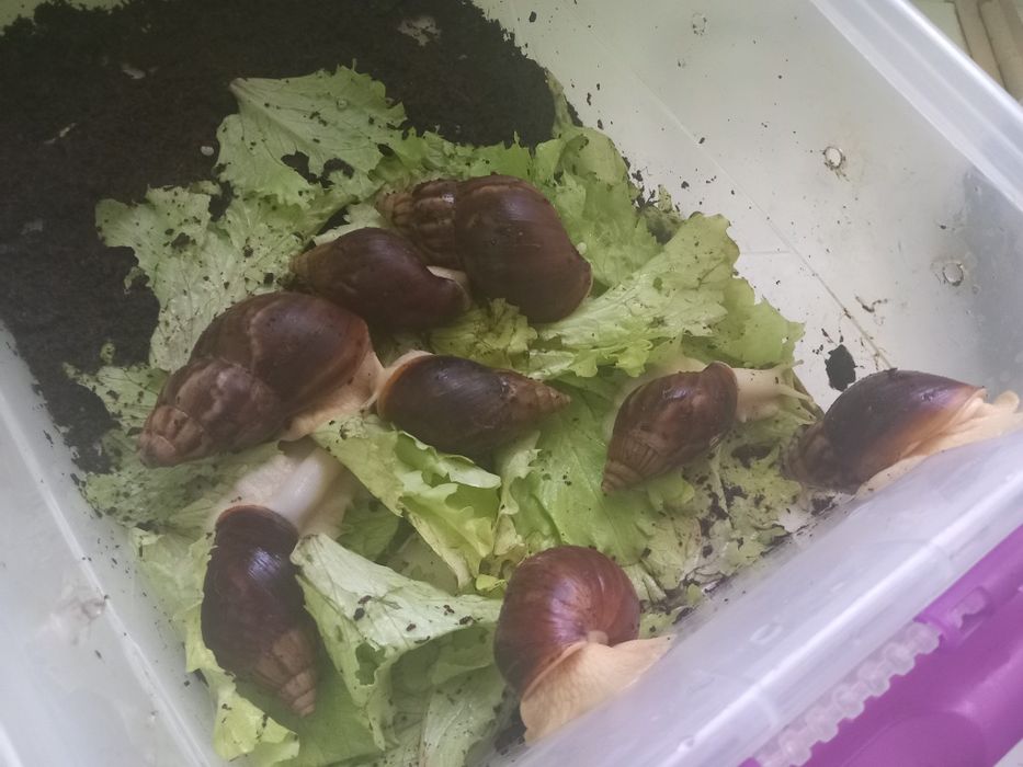 Ulitka sotiladi
60 ta bolasi
kontiner puli bilan 
qarashga vaqt bolmag