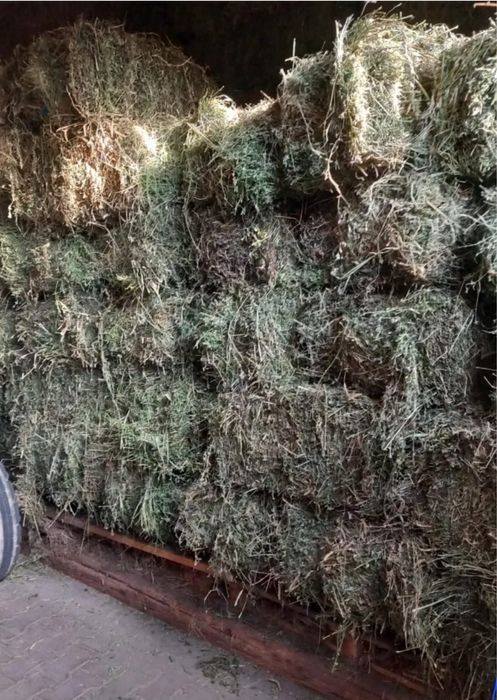 Vând baloți de otavă 23 lei bucata