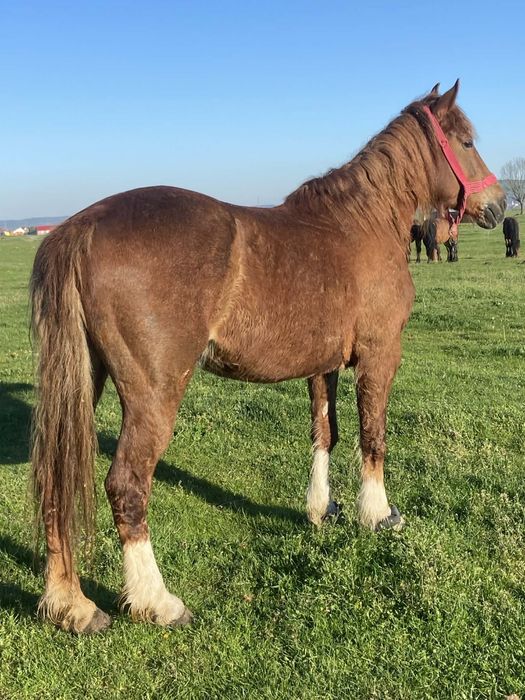 De vanzare o iapa pentru echitatie !