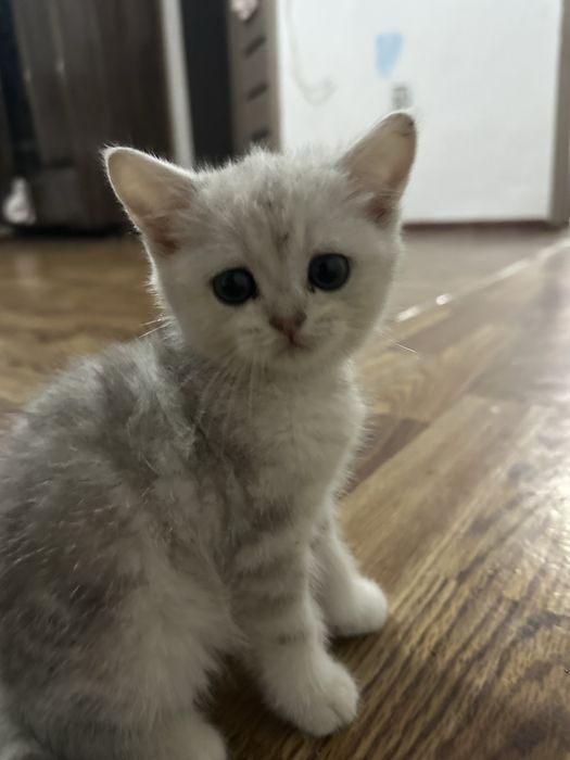 Продается котенок маленькая