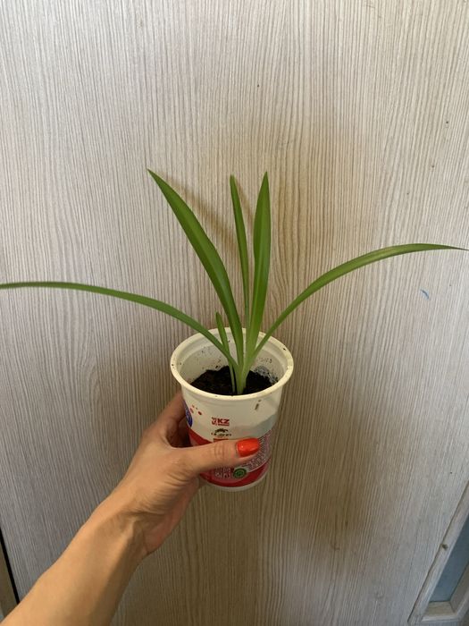 Продам комнатные цветы