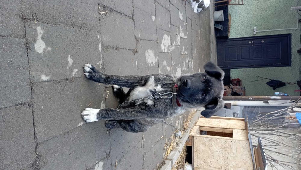 Шенок в добрые заботливые руки