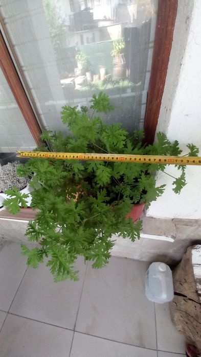 Голямо индрише в саксия