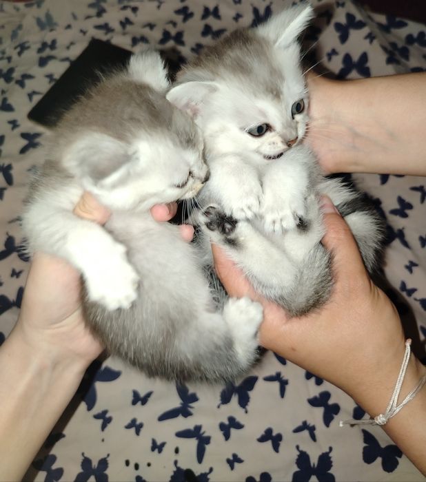 Продаются котята.