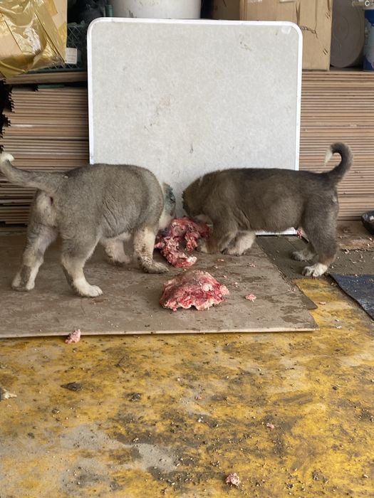 Алабай сатылады бағасы келісеміз