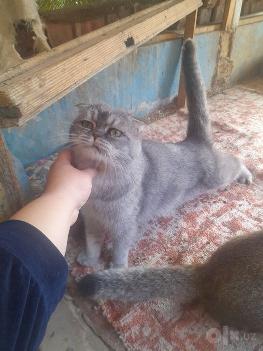 Scottish Fold (Shotlandiya visloux)