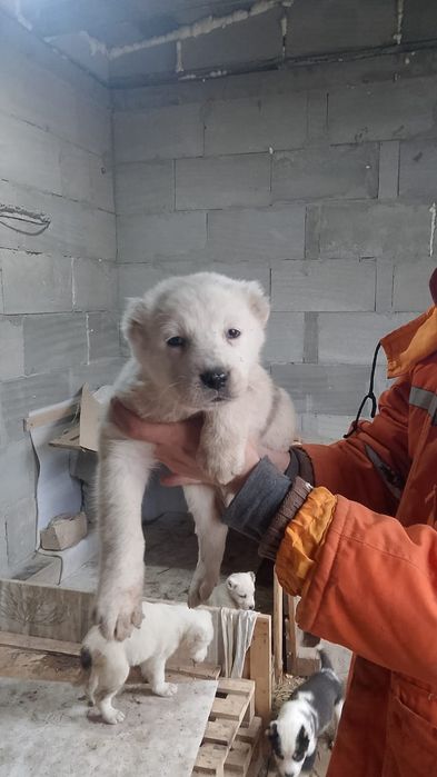 Продается щенята Алабая  2 месяца