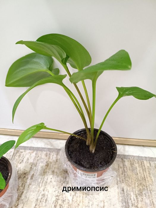 Продам комнатные цветы