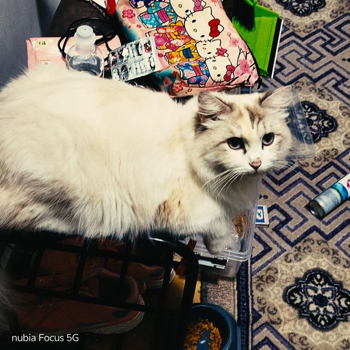 Кошка породистая