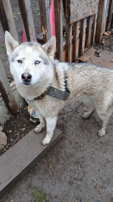 Продам хаски ,мальчик и девочка, красивые.