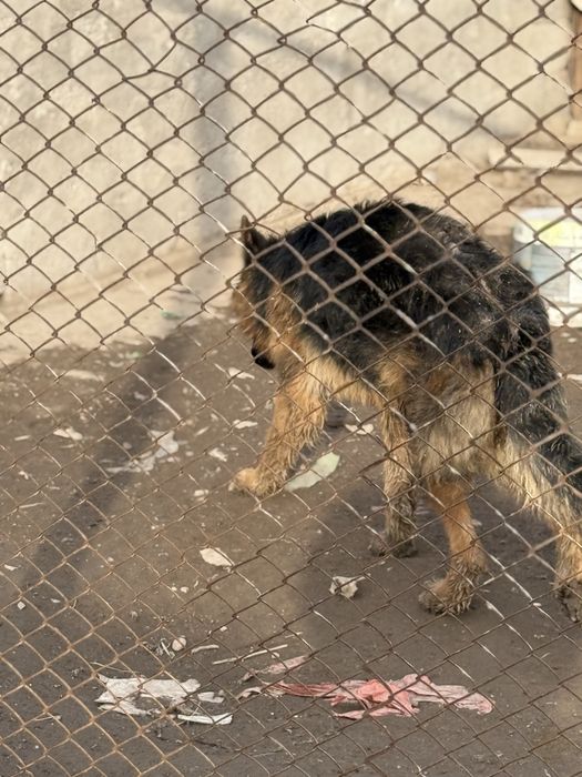 немецкий чистокровный