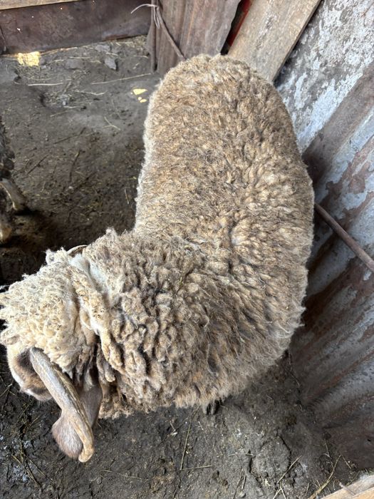 Продам барана крупный