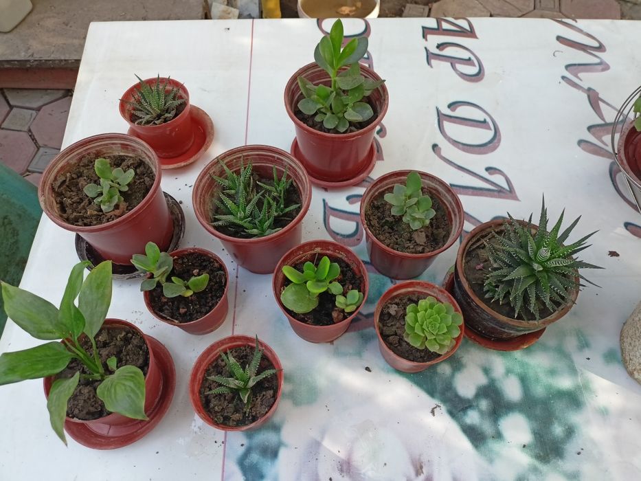 Домашние  цветы из дома Хлорофитум , алоэ , денежное дерево и др