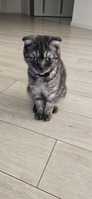 Котята шатландские
