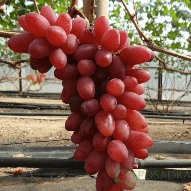 Продам саженцы винограда