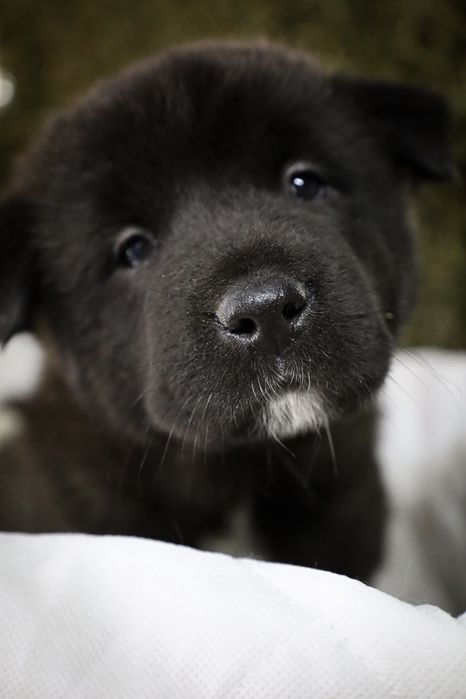 Шикарные Американские Акиты