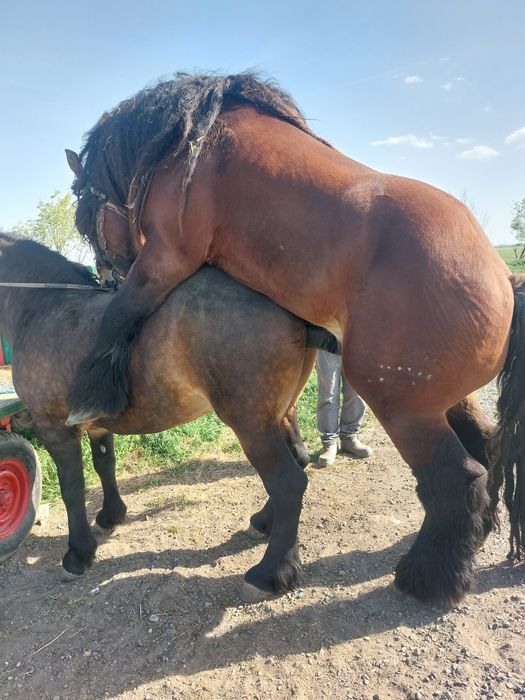 Vând iapă murgă de 5 ani cu mânză de 2 luni.
