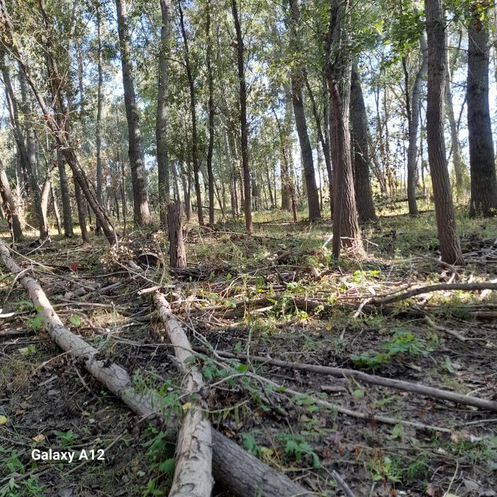 Грузди   соленые