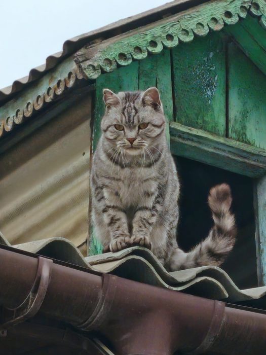 Котик ищет семью!