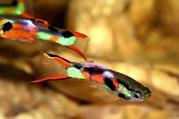 Гуппи эндлера продам