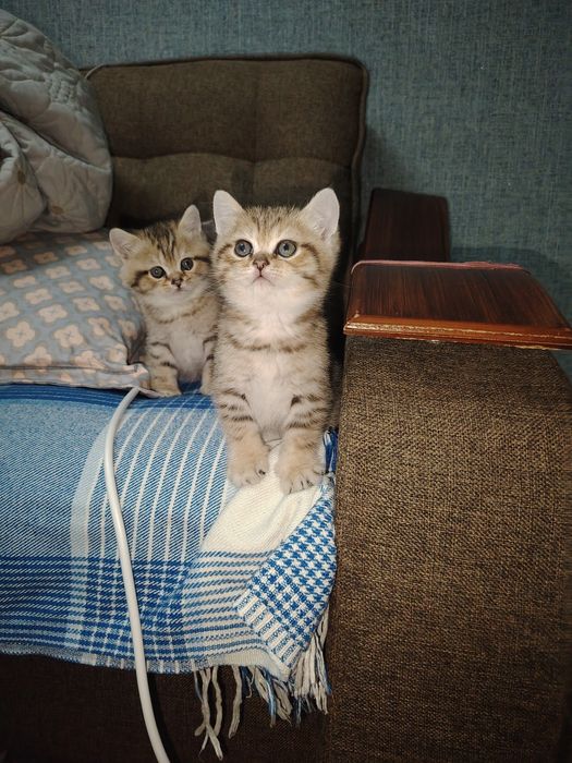 Котята британской шиншиллы