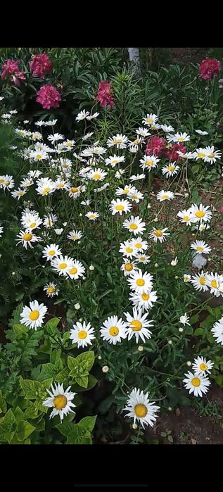 Продам дачу. Не затапливается