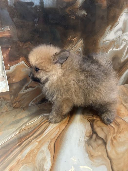 Красив мъжки померан