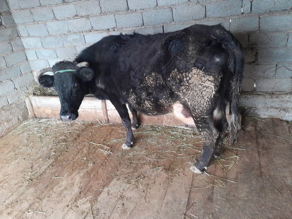 Бузаулы сиыр сатылады