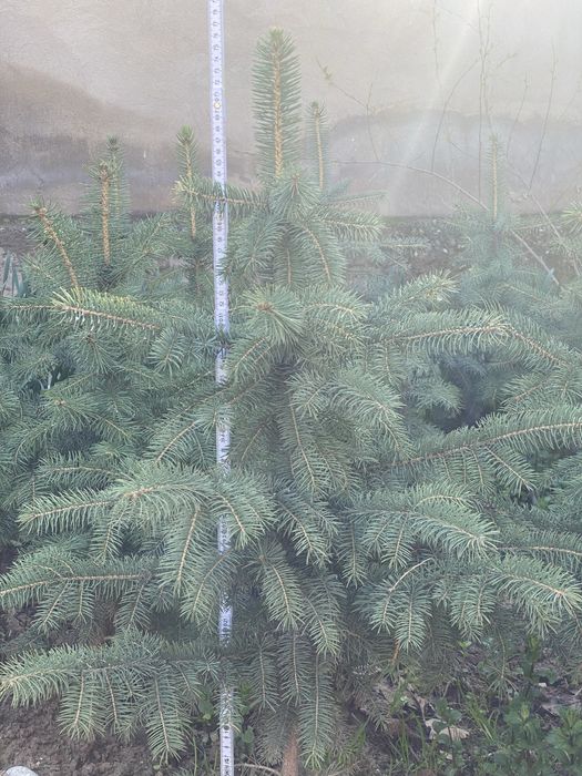 Голубая ел, арча