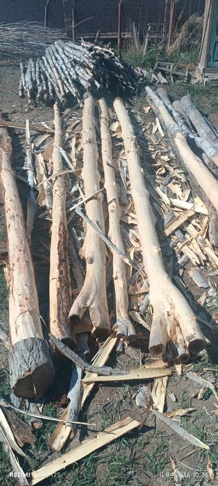 Актерек сатылады