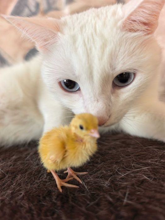 Продам перепелят