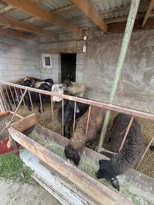 Кой  семыз байлау