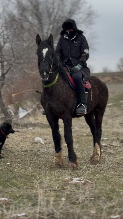 Лошадь 2 жасар кунан