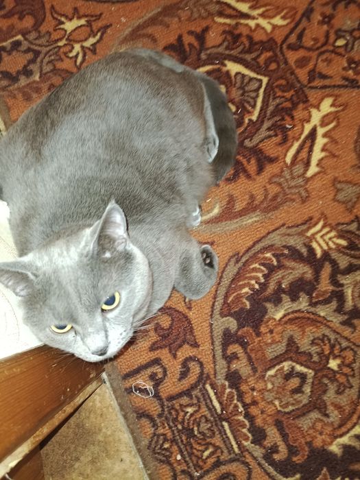 Отдам в добрые руки