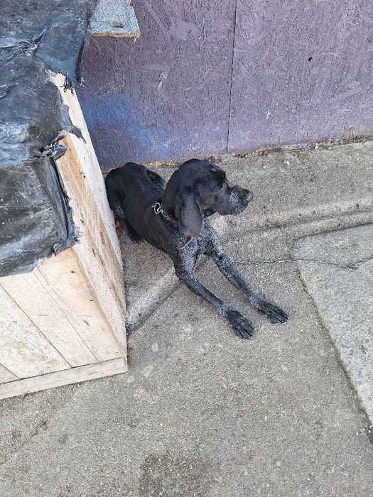 vand caine pentru trufe