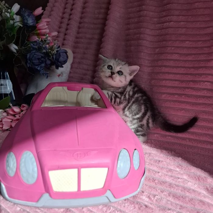 Британские котята мраморные
