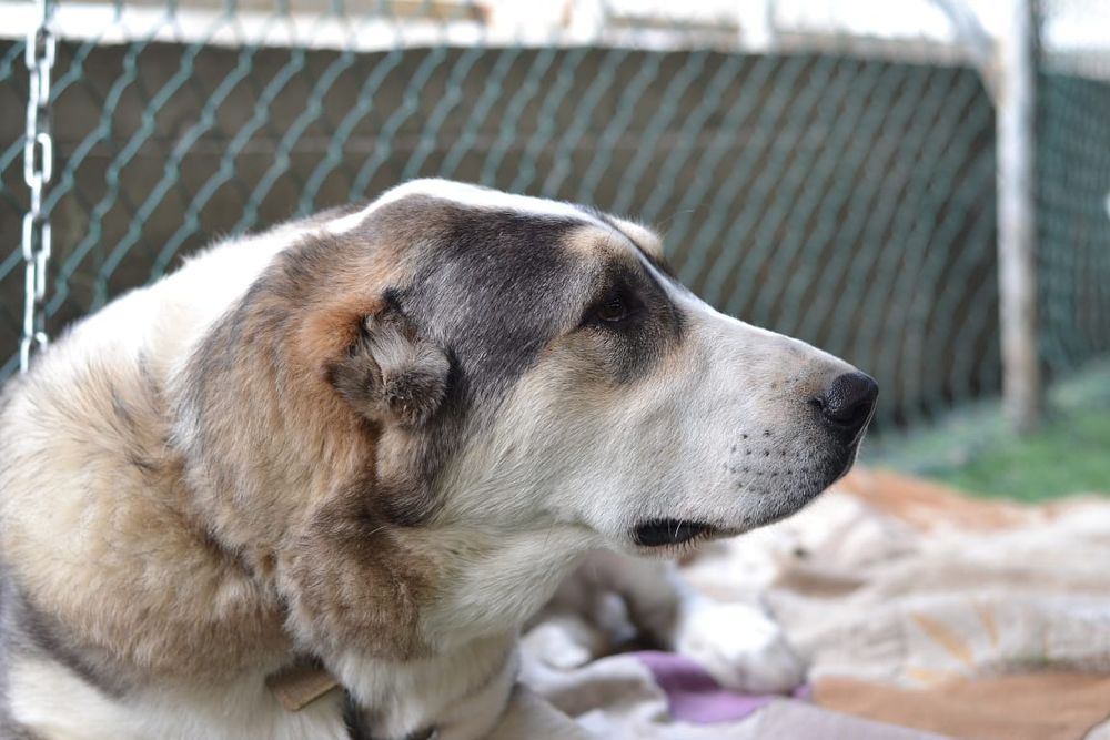 Чистокоовный алабай САО