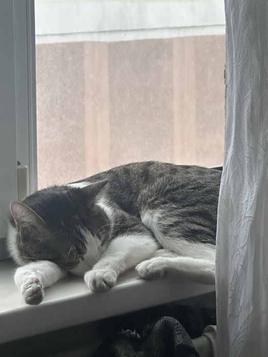 Отдам бесплатно в добрые руки