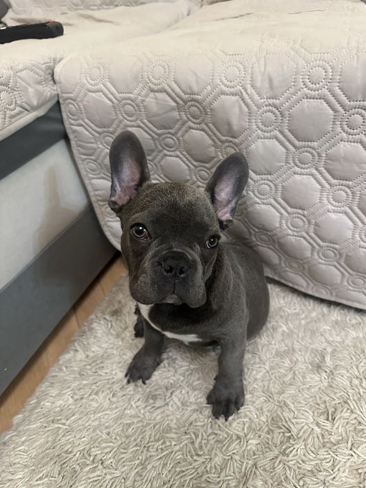 Bulldog Francez mascul