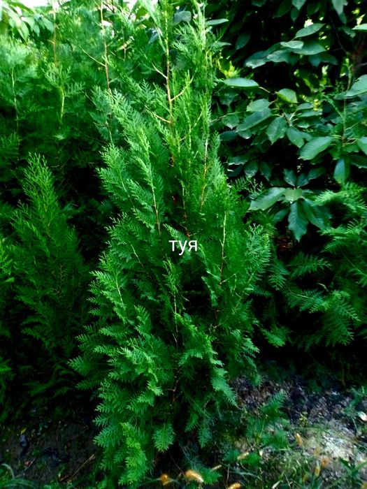 Арчалар. Зелёный забор учун арча кучатлари